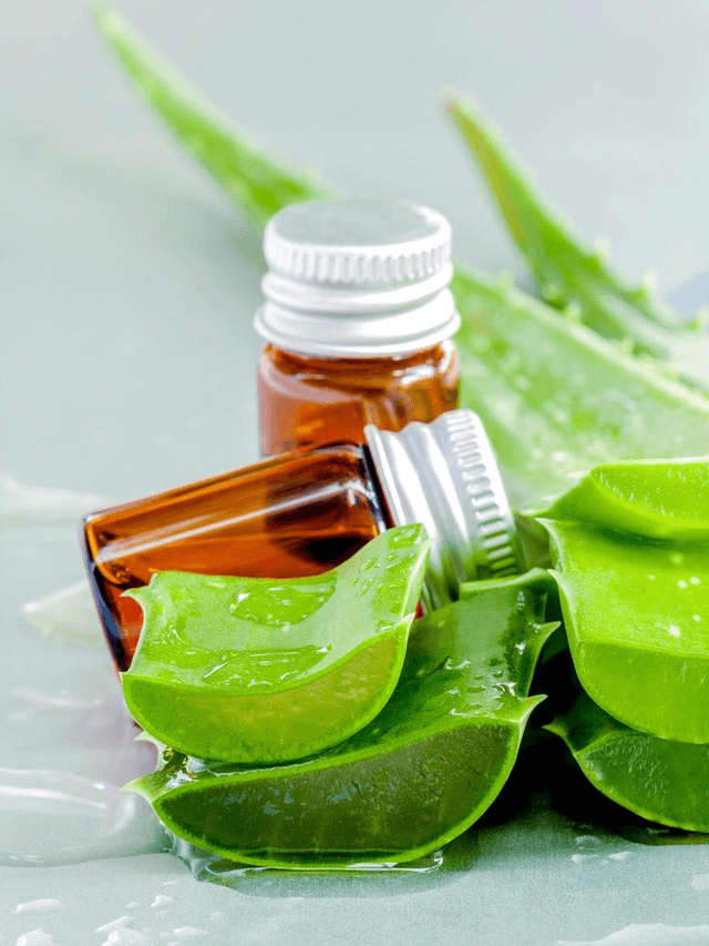 Aloe Vera